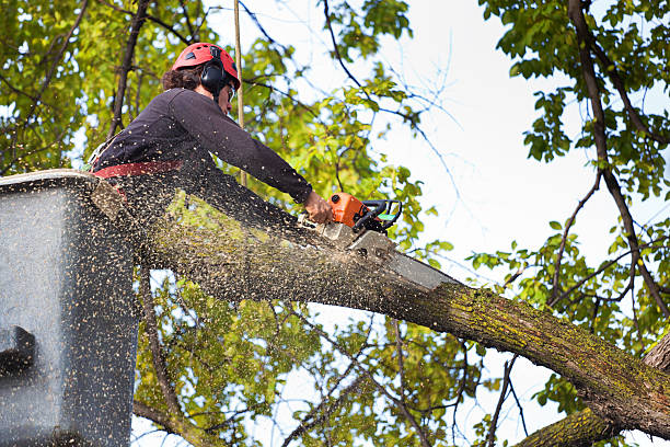 Best Tree Trimming and Pruning  in Schertz, TX